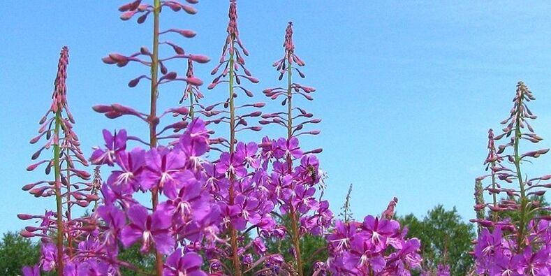 الأعشاب لزيادة فعالية الرجال